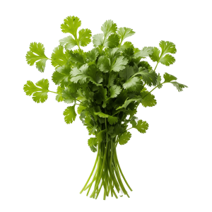 Cilantro - Paquete de14 Onzas