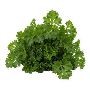 Perejil - Paquete de 14 Onzas